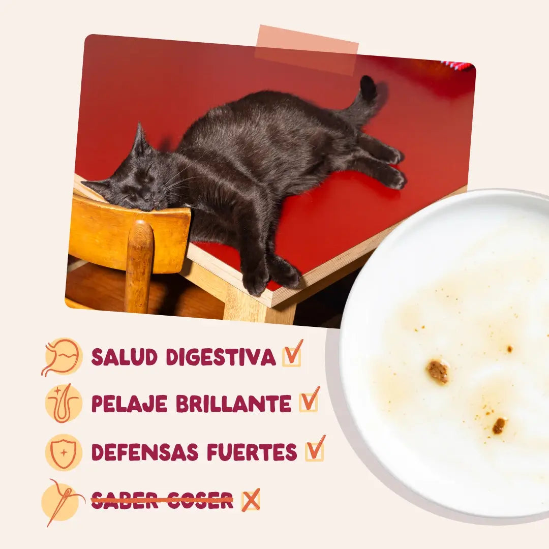 Edgard & Cooper Festines De La Granja v omáčke pre dospelých – multipack, 12 x 85 g