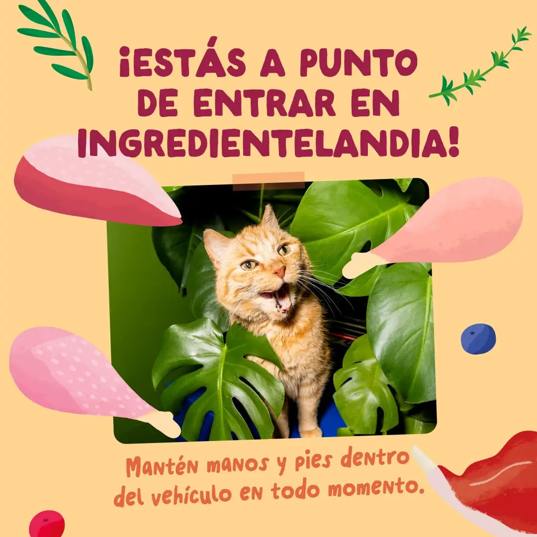 Edgard & Cooper Festines De La Granja v omáčke pre dospelých – multipack, 12 x 85 g