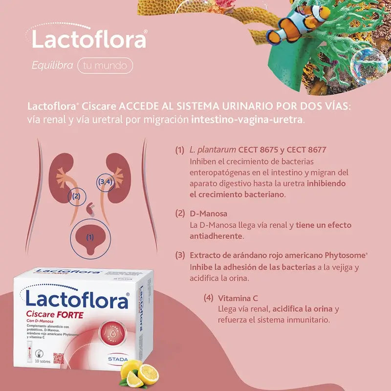 Lactoflora Ciscare Forte, 10 vrecúšok