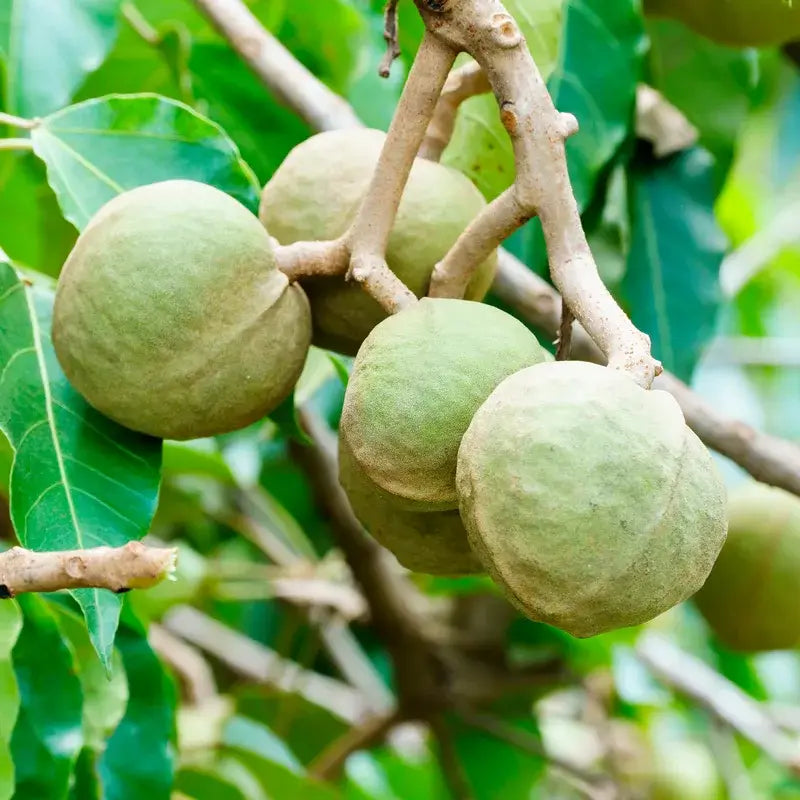 OGX Kondicionér s kukui olejom proti krepateniu vlasov, 385 ml