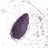 Platanomelon Ivo Clitoral Vibrator